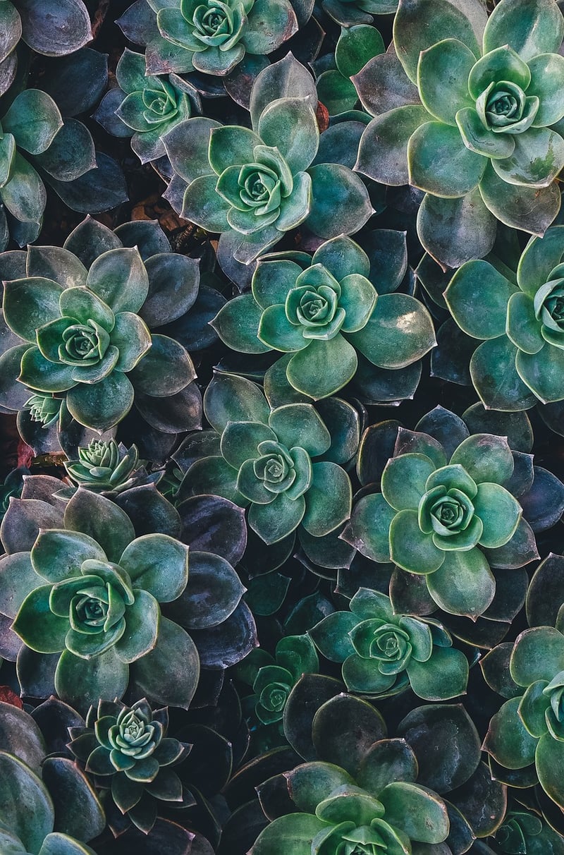 Mini Succulent Plants